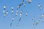 snow geese