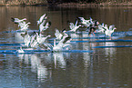 snow geese