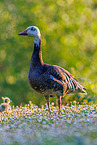 snow geese