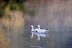 snow geese