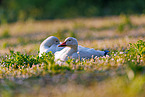 snow geese