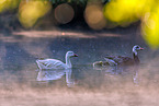 snow geese