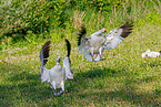 snow geese