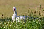 snow goose