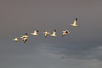 snow geese