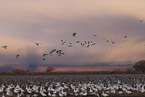 snow geese