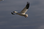 snow goose