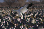 snow geese