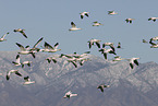 snow geese