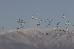 snow geese