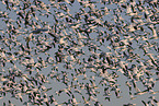 snow geese