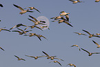 snow geese