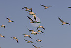 snow geese