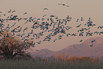 snow geese