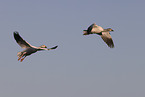 snow geese