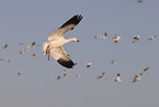 snow geese