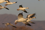 snow geese