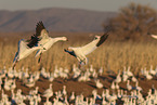 snow geese