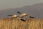 snow geese