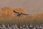 snow geese