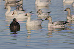 snow geese