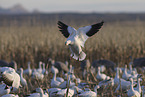 snow geese