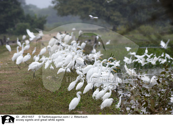 snowy egrets and great white egrets / JR-01657