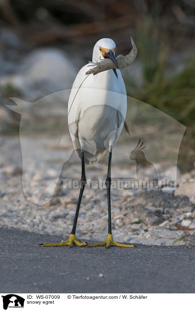 snowy egret / WS-07009