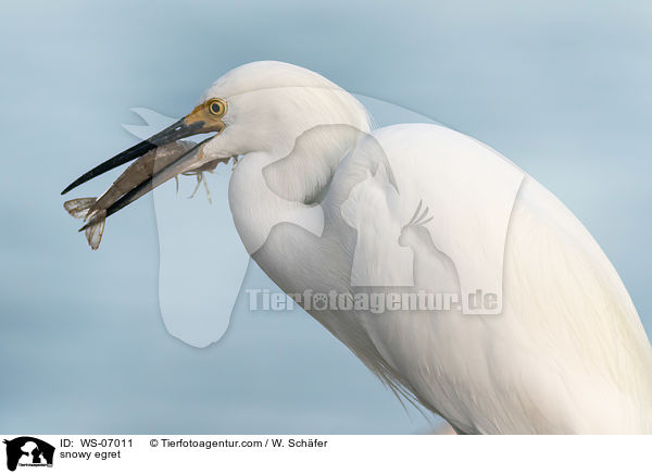 snowy egret / WS-07011