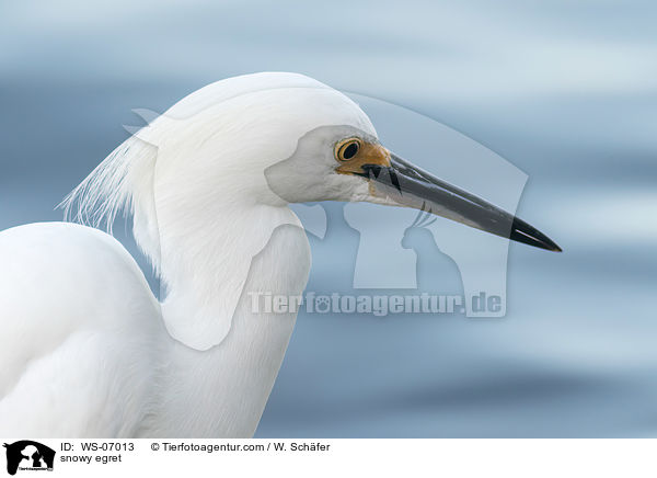 snowy egret / WS-07013