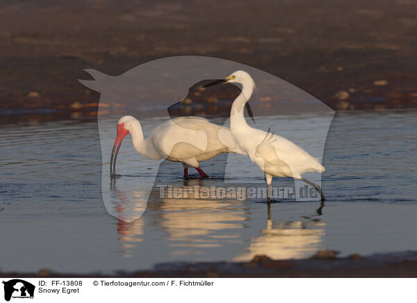 Snowy Egret / FF-13808