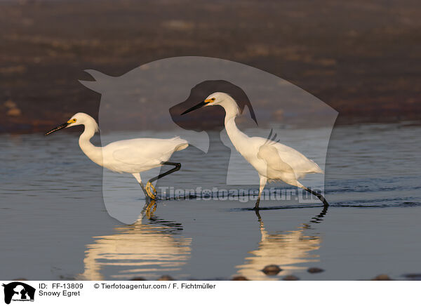 Snowy Egret / FF-13809