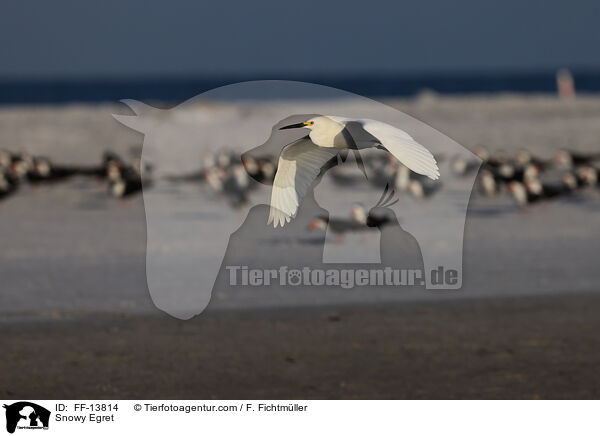 Snowy Egret / FF-13814