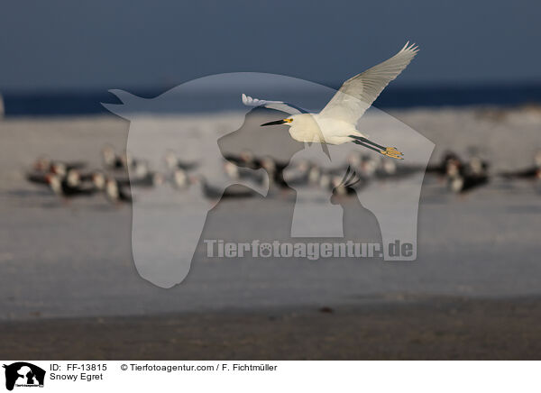 Snowy Egret / FF-13815