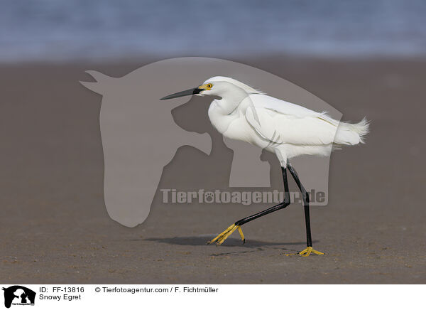 Schmuckreiher / Snowy Egret / FF-13816
