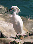 snowy egret