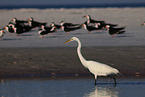 Snowy Egret