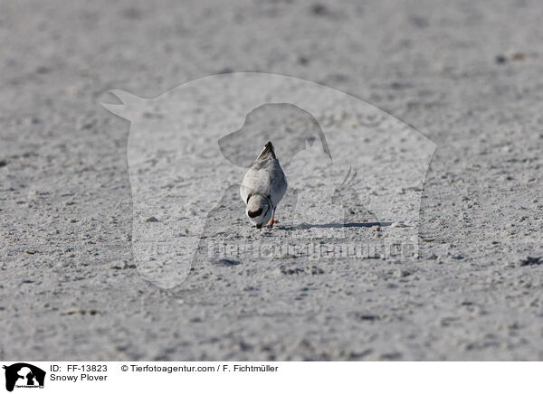 Schneeregenpfeifer / Snowy Plover / FF-13823