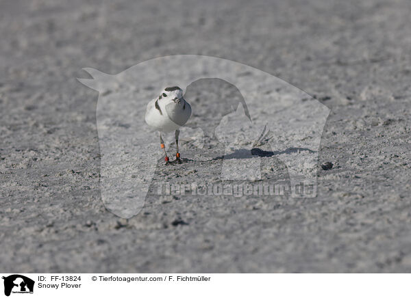 Snowy Plover / FF-13824