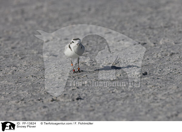 Schneeregenpfeifer / Snowy Plover / FF-13824