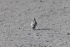 Snowy Plover