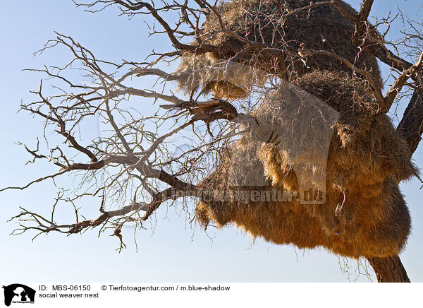 Siedelweber Nest / social weaver nest / MBS-06150