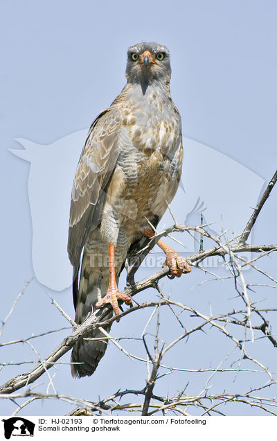 Somali chanting goshawk / HJ-02193