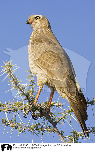 Somali chanting goshawk / HJ-03138