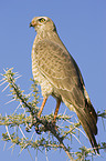 Somali chanting goshawk