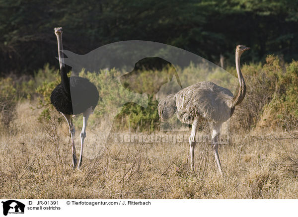Somali-Straue / somali ostrichs / JR-01391