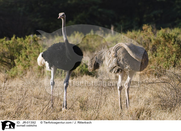 Somali-Straue / somali ostrichs / JR-01392