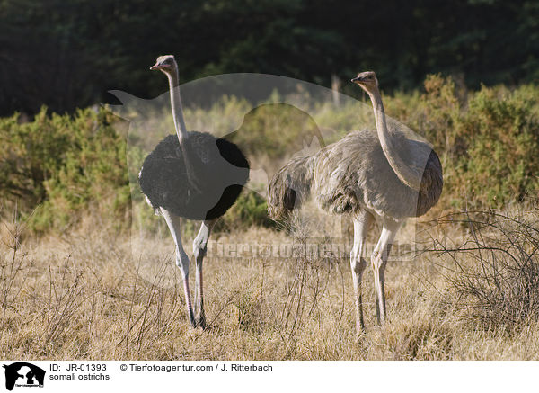 Somali-Straue / somali ostrichs / JR-01393