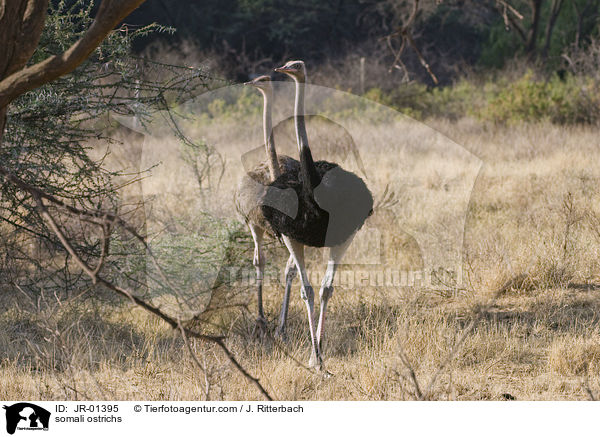Somali-Straue / somali ostrichs / JR-01395
