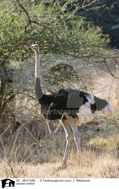 Somali-Strau / somali ostrich / JR-01396